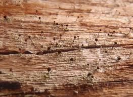 Attēlu rezultāti vaicājumam “Chaenotheca trichialis”