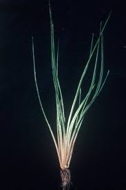 Attēlu rezultāti vaicājumam “Isoetaceae”