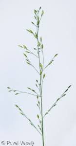 Attēlu rezultāti vaicājumam “Poa nemoralis”