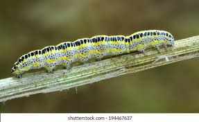 Attēlu rezultāti vaicājumam “Calophasia lunula larva”