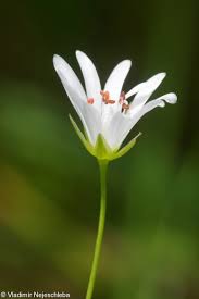 Attēlu rezultāti vaicājumam “Stellaria palustris”