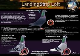 Image result for Meridian Racing Pigeon Lofts