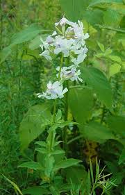 Attēlu rezultāti vaicājumam “Saponaria officinalis”