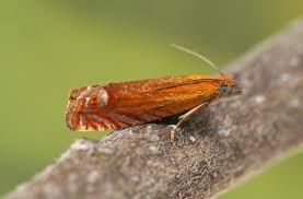 Attēlu rezultāti vaicājumam “Lathronympha strigana”