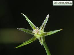 Attēlu rezultāti vaicājumam “Juncus bufonius bud”