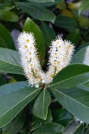 Attēlu rezultāti vaicājumam “Prunus cerasifera var. divaricata flower”