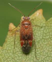 Attēlu rezultāti vaicājumam “Psallus sp. imago”