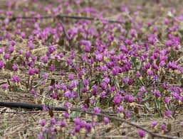 Attēlu rezultāti vaicājumam “Erythronium sibiricum”