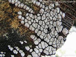 Attēlu rezultāti vaicājumam “Xylobolus frustulatus”