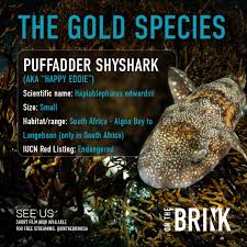 Image result for Haploblepharus edwardsii