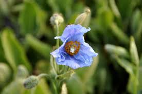 Image result for Scheinmohn