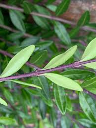 Attēlu rezultāti vaicājumam “Lonicera caerulea var. pallasii leaf”