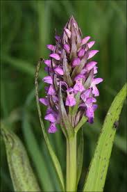 Attēlu rezultāti vaicājumam “Dactylorhiza cruenta flower”