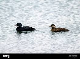 Attēlu rezultāti vaicājumam “Melanitta nigra male”