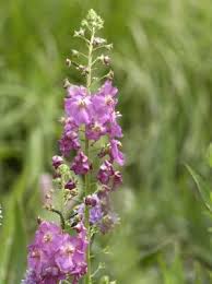 Image result for Königskerzen