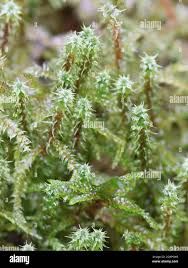 Attēlu rezultāti vaicājumam “Rhytidiadelphus squarrosus”