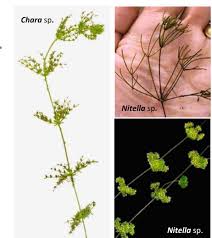 Attēlu rezultāti vaicājumam “Nitella sp.”