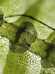 Attēlu rezultāti vaicājumam “Calypogeia integristipula”