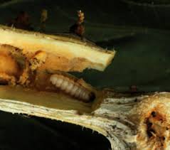 Attēlu rezultāti vaicājumam “Schizotus pectinicornis larva”