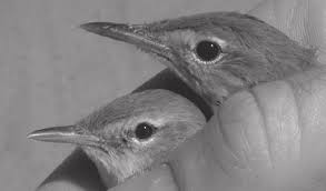 Image result for Hippolais pallida