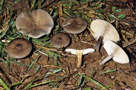 Image result for Melanoleuca rasilis var. pseudoluscina