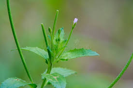 Attēlu rezultāti vaicājumam “Epilobium palustre”