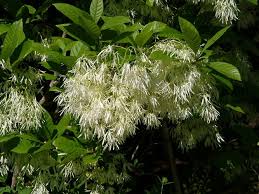 Attēlu rezultāti vaicājumam “Chionanthus virginicus flower”