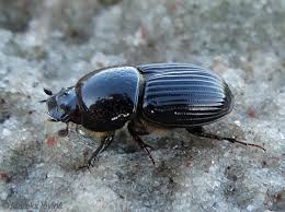 Attēlu rezultāti vaicājumam “Aphodius subterraneus imago”