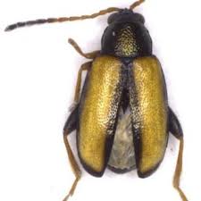 Attēlu rezultāti vaicājumam “Phyllotreta sp.”