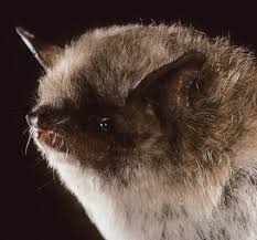 Attēlu rezultāti vaicājumam “Myotis dasycneme”