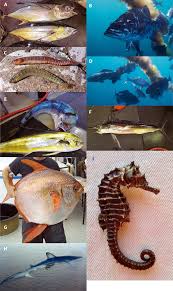 Image result for Myzopsetta ferruginea