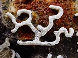 Attēlu rezultāti vaicājumam “Physarum bitectum”