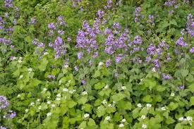 Image result for Lunaria annua