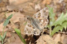 Attēlu rezultāti vaicājumam “Carcharodus floccifera upperside”