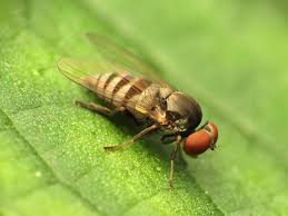 Attēlu rezultāti vaicājumam “Platypezidae”