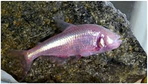 Attēlu rezultāti vaicājumam “Tetratoma ancora”