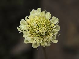Image result for Scabiosa ochroleuca