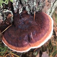 Attēlu rezultāti vaicājumam “Ischnoderma benzoinum”