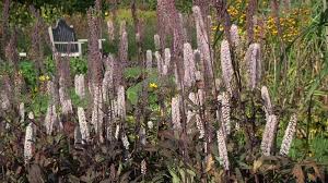 Image result for Silberkerze