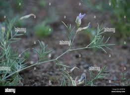 Attēlu rezultāti vaicājumam “Astragalus arenarius flower”