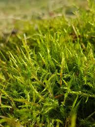 Attēlu rezultāti vaicājumam “Calliergonella cuspidata”