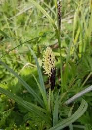 Attēlu rezultāti vaicājumam “Carex acutiformis flower”