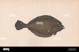 Image result for Hippoglossoides platessoides