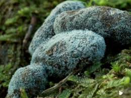 Attēlu rezultāti vaicājumam “Penicillium vulpinum”