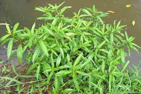 Attēlu rezultāti vaicājumam “Cribraria costata stalked”