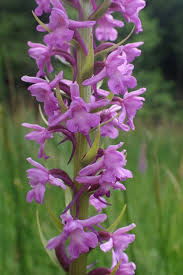 Attēlu rezultāti vaicājumam “Gymnadenia conopsea flower”