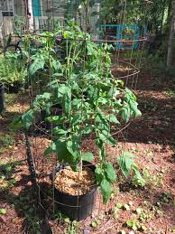 Afbeeldingsresultaat voor brandywine sudduth tomato