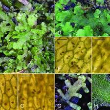 Attēlu rezultāti vaicājumam “Riccardia latifrons”