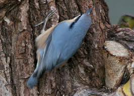 Attēlu rezultāti vaicājumam “Sitta europaea nest”