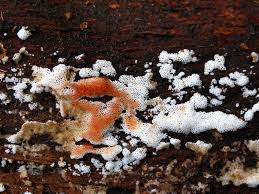 Attēlu rezultāti vaicājumam “Physisporinus sanguinolentus”